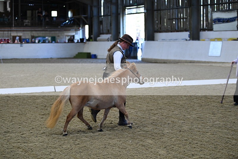 WJ5_3897 - Class 5 In Hand Veterans