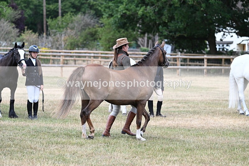 WJ7_1541 - Class 4 Prettiest Mare up to 14.2hh in hand