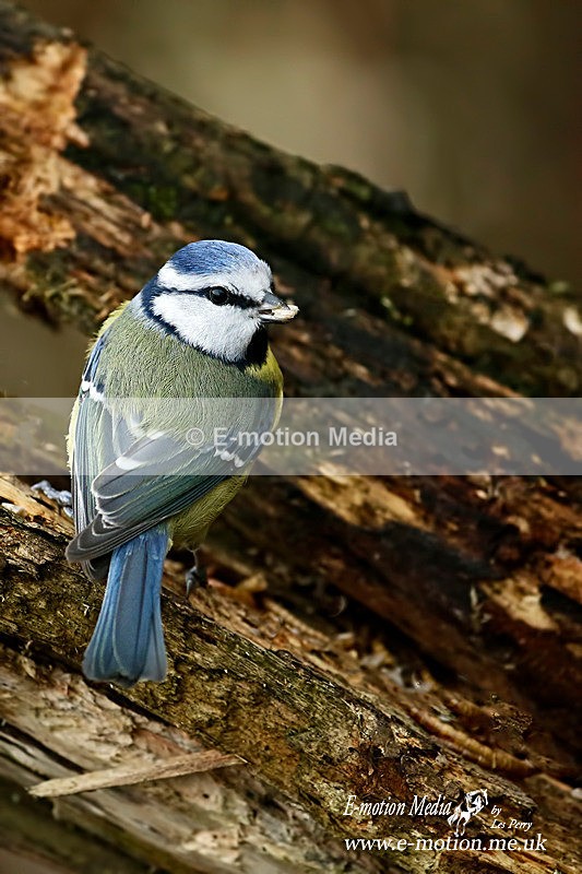 Blue Tit 200116 2 - Nature