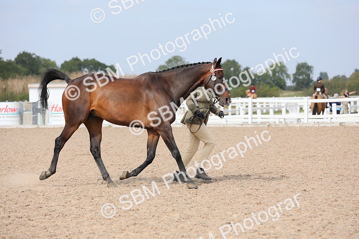SBM_15934 - Class 313 IH Retired Racehorse