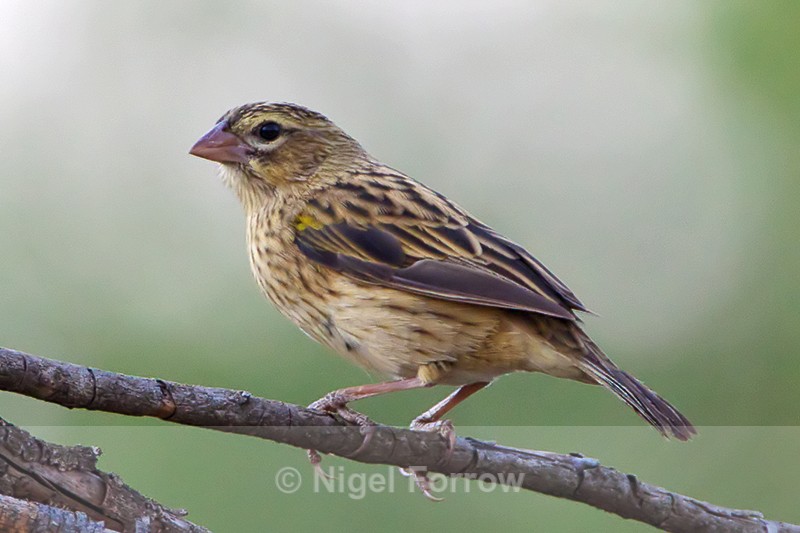 Possible Yellow-mantled Widowbird - Unidentified Birds