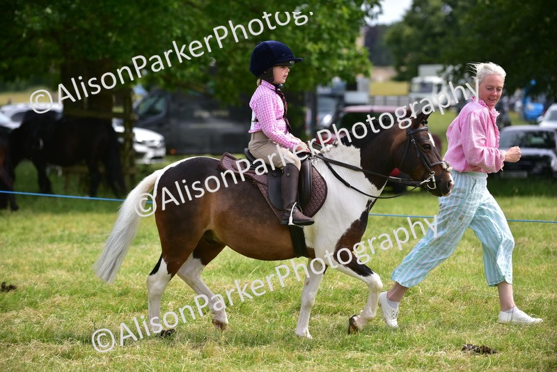 20260614-3992 - Class 16 - Handsome Gelding