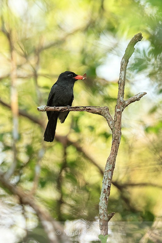 Black-fronted Nunbird with insect, Mato Grosso, Brazil - Black-fronted Nunbird