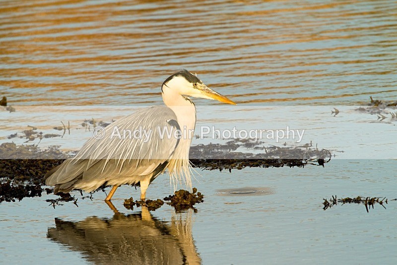 20120601-_MG_9929 - Herons & Egrets