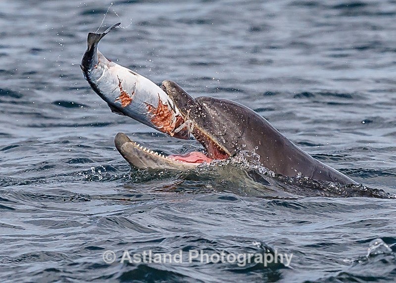 Astland Photography, Bird and Wildlife Images, Susan and Peter Wilson, U.K.