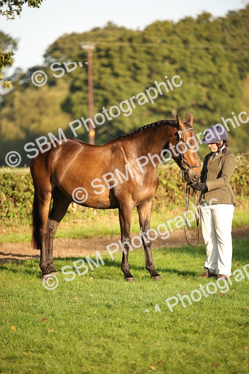 SBM_56916 - S49 - Riding Horse & Hack & Thoroughbred In Hand