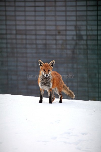  - Urban Foxes, Bristol, Great Britain