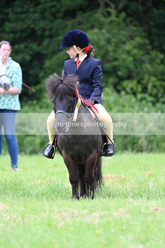 WJ7_4255 - Class 14A Handsome Gelding