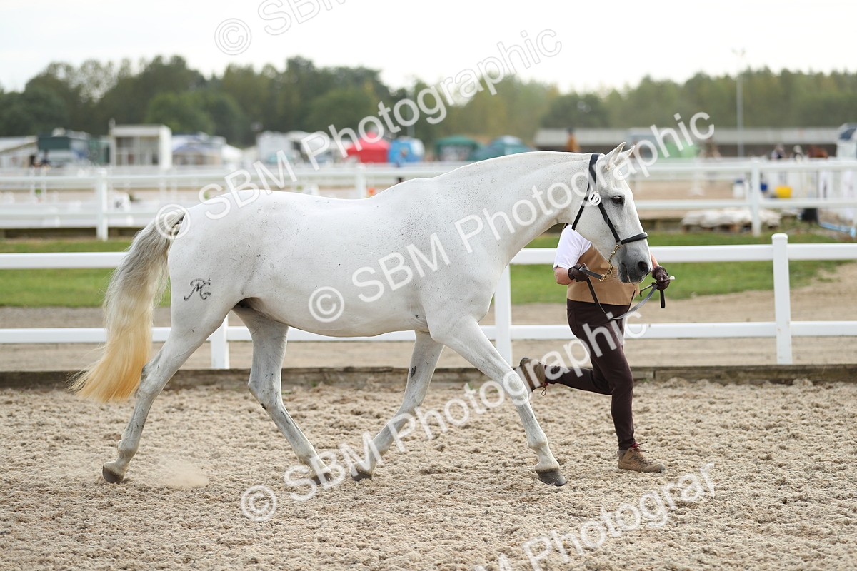 SBM_08528 - Class 28 - IH Veteran Horse