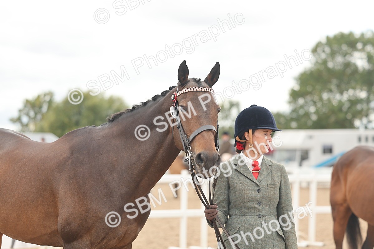 SBM_17084 - Class 313 - IH Retired Racehorse