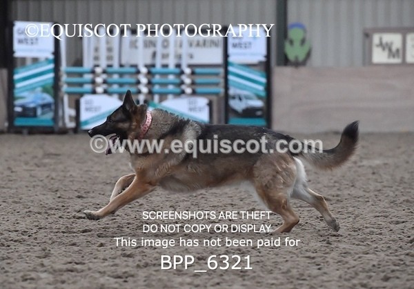 BPP_6321 - CARLA DOGS