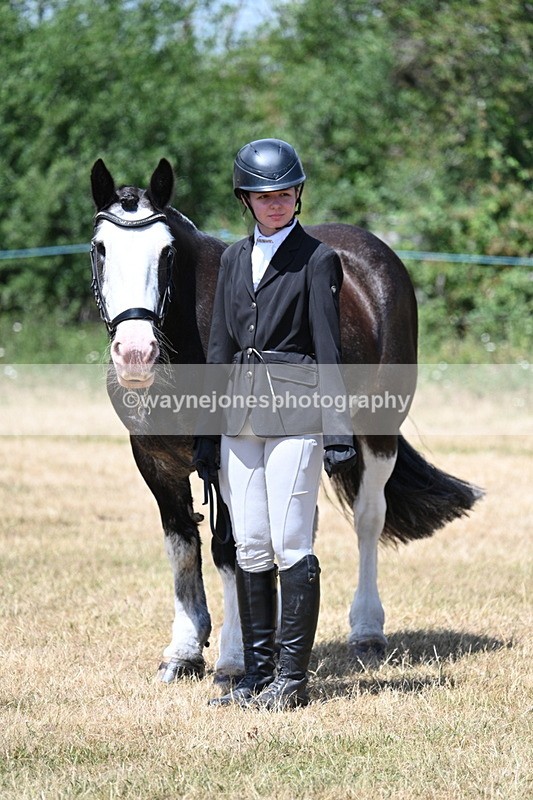WJ7_2388 - Class 5a Most Handsome Gelding in hand (above 14.2hh)