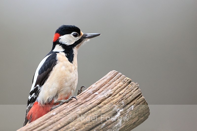 Male Great Spotted Woodpecker, Otterbourne, Hampshire - Great Spotted Woodpecker