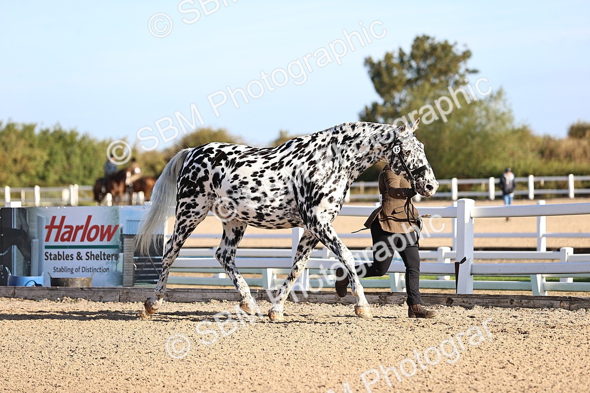 SBM_08338 - Class 401 - IH Veteran Horse