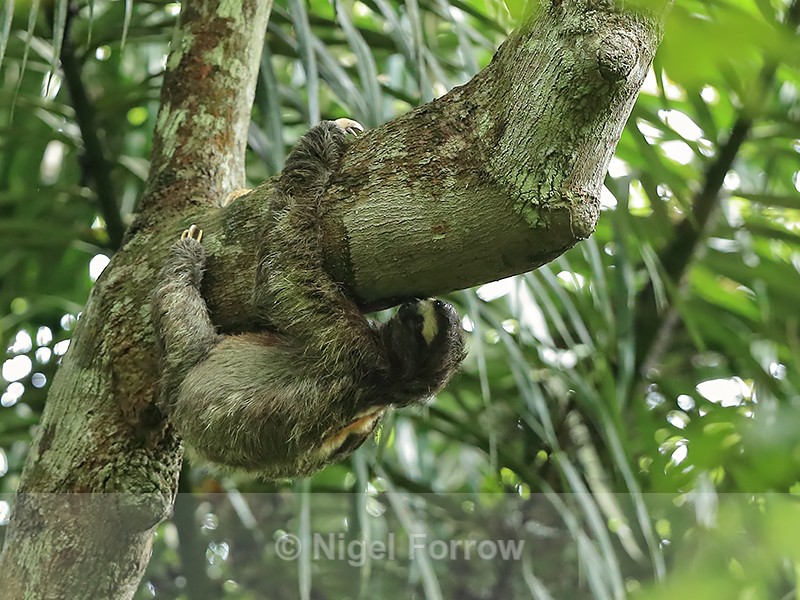 Brown-throated Three-Toed Sloth, Pipeline Road, Panama - Sloth