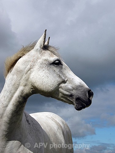 Watching... - Horses'n'Ponies