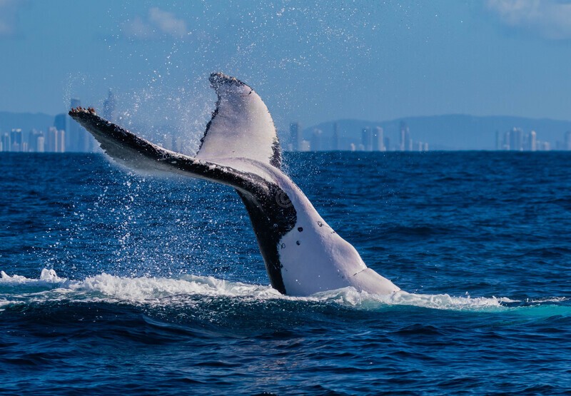 0A3A8404 Peduncle Throw 3 - Humpback Whales