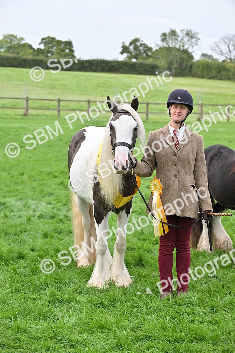 SBM_56973 - S45 - Coloured Pony In Hand