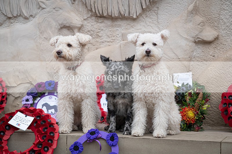 Z62_4743 - Animals In War Memorial 2025 - Park Lane, London