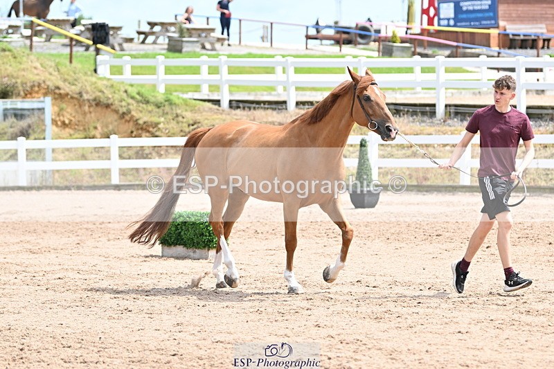 240717A-144501-02260 - Trot Up 2pm to 3pm - This folder is not in time order