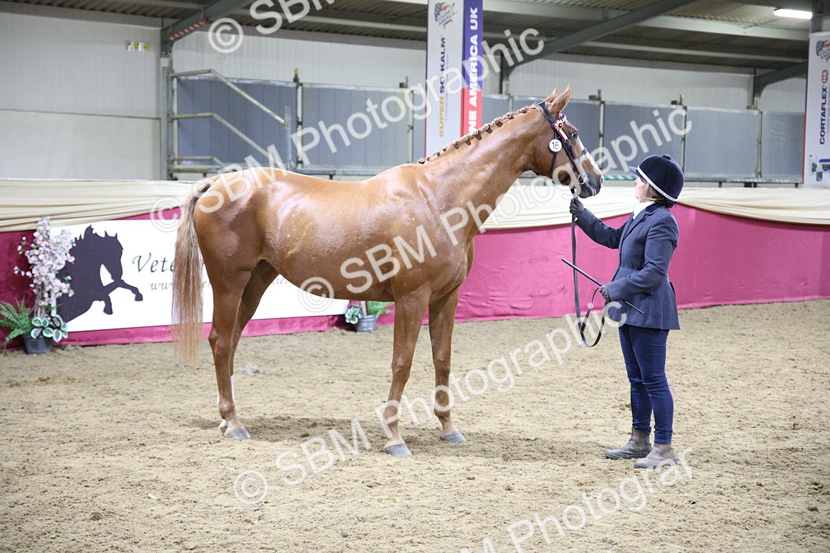 SBM_19112 - Class H Foreign Breeds Champ