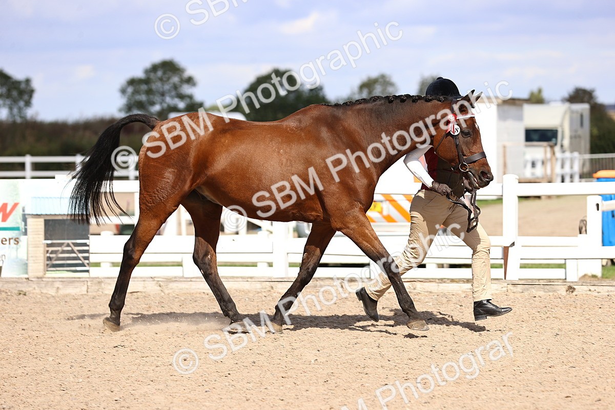 SBM_14371 - Class 412 - Handsomest Gelding (IH or Ridden)Adult