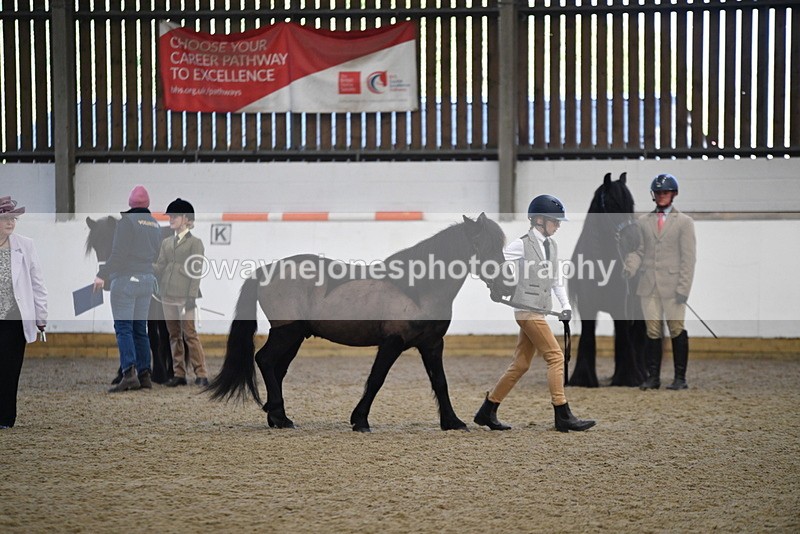 WJ5_4186 - Class 6 In hand M&M - Large Breeds