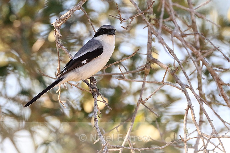 Loggerhead Shrike, Fort De Soto Park, Florida - Loggerhead Shrike