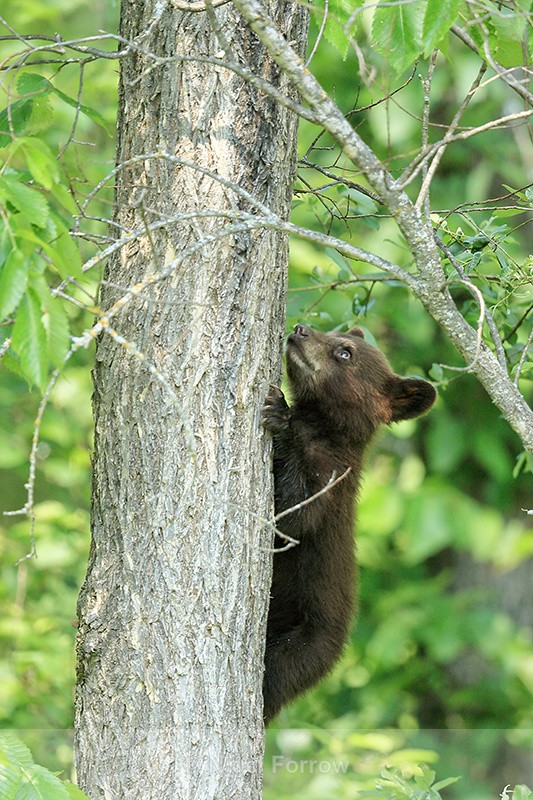 Black Bear cub climbs tree, Minnesota, USA - American Black Bear