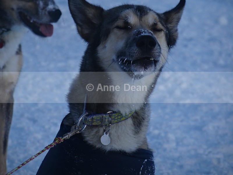 A muzzle full of icicles just par for the course.... - Abisko, North Sweden