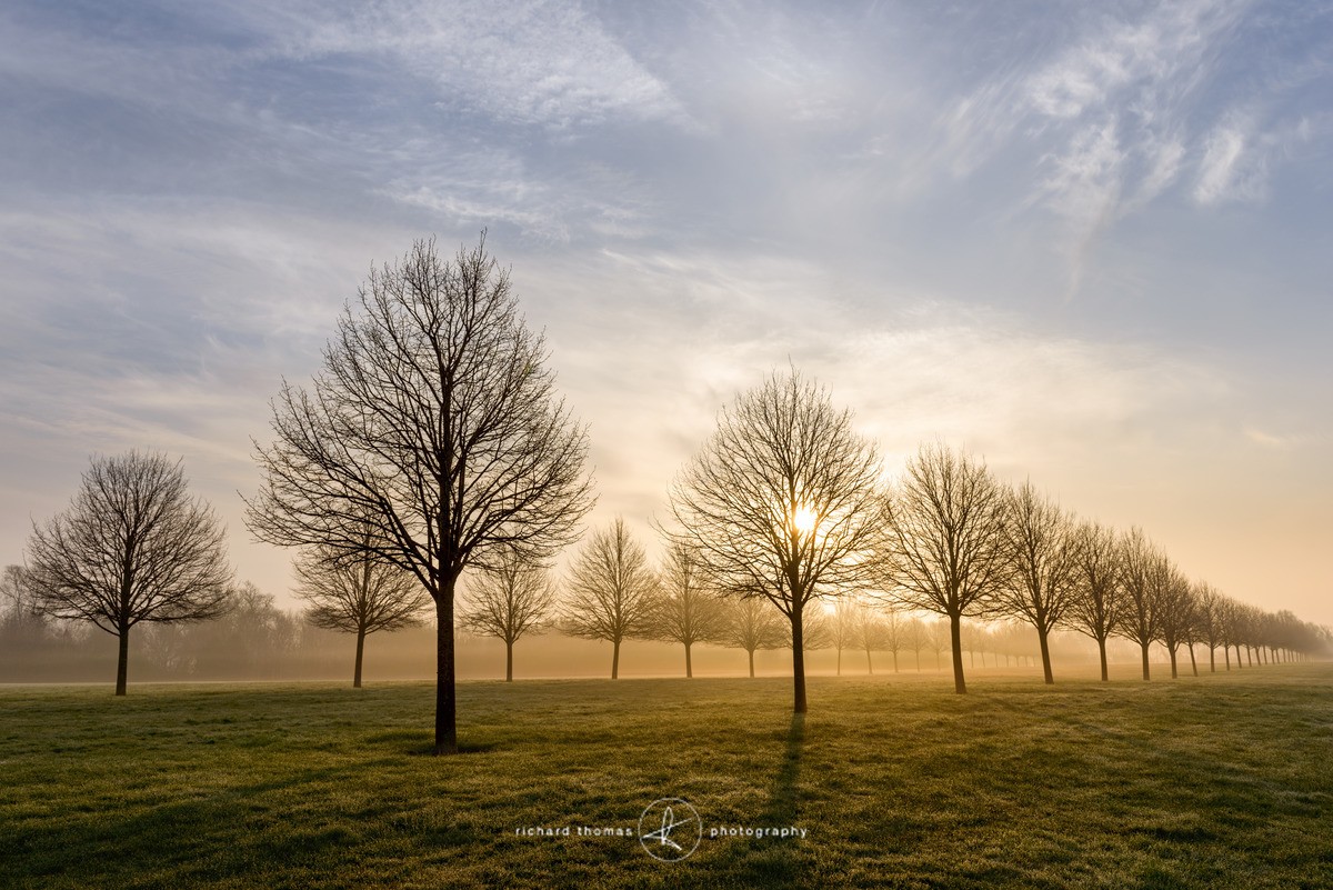 Lime Tree Spring Sunrise - Order