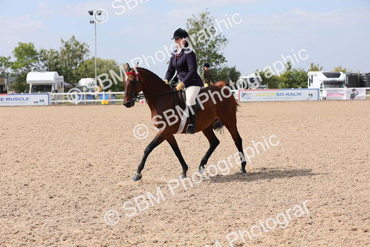 SBM_15601 - Class 311 Ridden Show Pony/ Show Hunter Pony