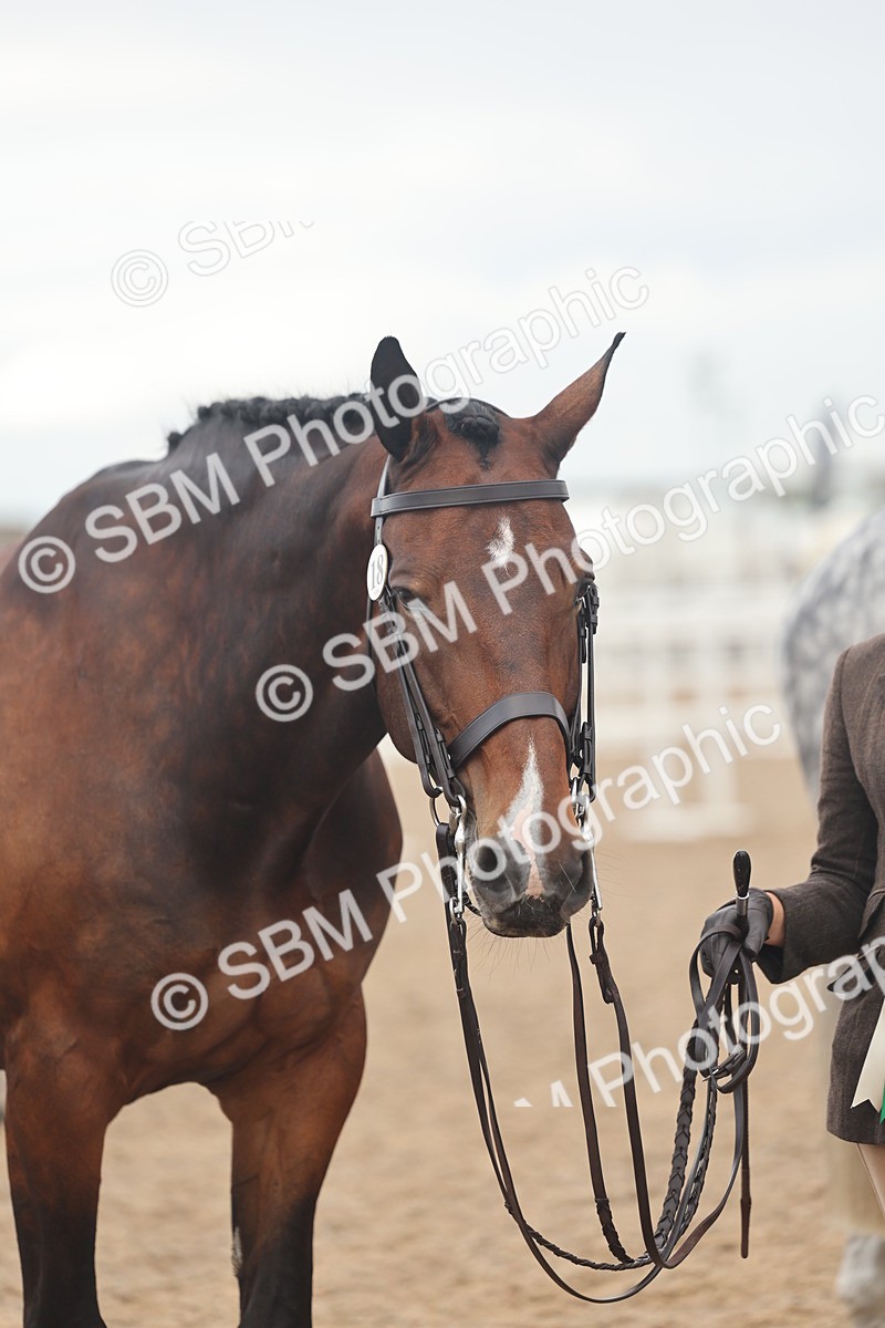 SBM_07950 - Class 28 - IH Veteran Horse