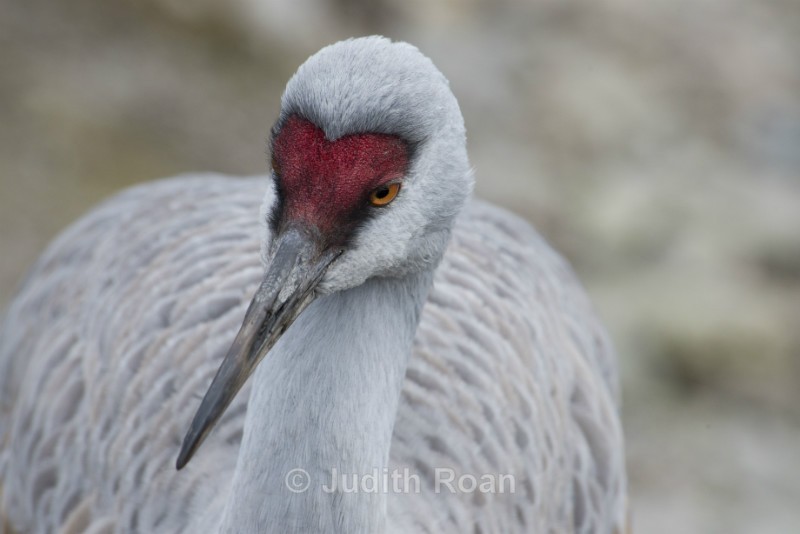 Sandhill Crane-1 - Reifel Refuge