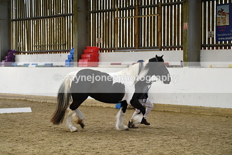 WJ5_5004 - Class 7 In hand coloured / odd coloured