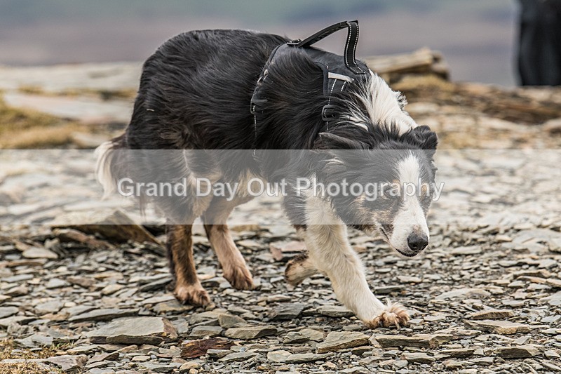 Coledale-1272 - Coledale Horseshoe Fell Race Saturday 29th March 2025