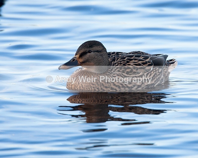 20081128-IMG_0734 - Mallard