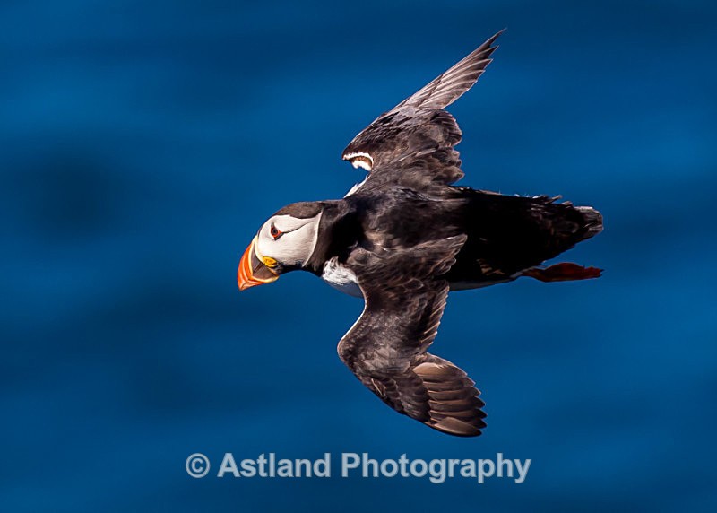 Astland Photography, Bird and Wildlife Images, Susan and Peter Wilson, U.K.