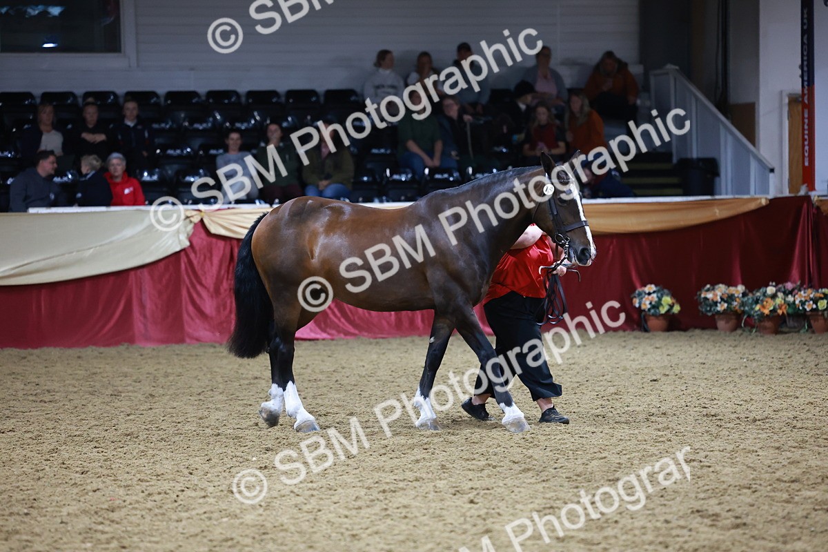 SBM_20504 - Class G - IH Large (over 148cm)Champ