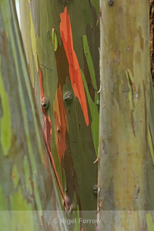 Bark of Rainbow Eucalyptus, Hawaii - PLANTS
