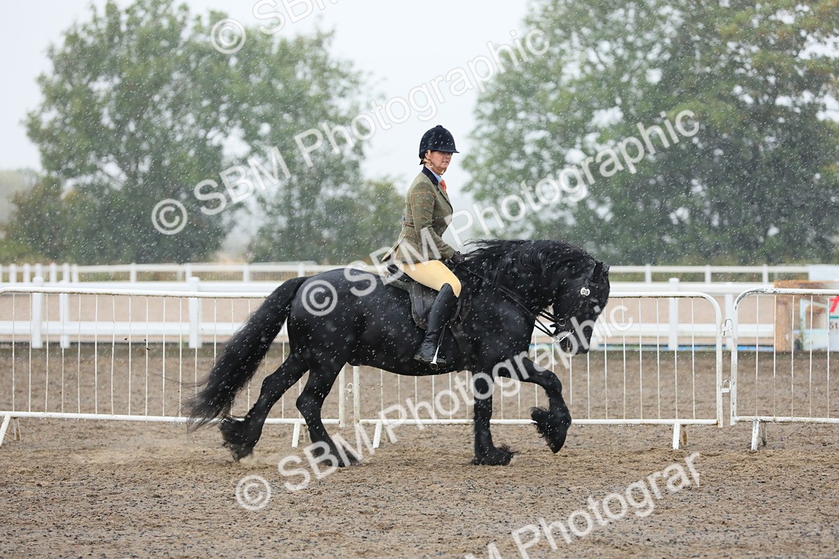 SBM_20557 - Class 804 - Ridden Veteran Pony