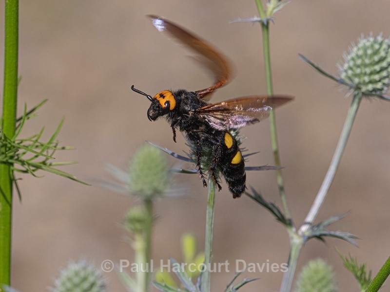 Mammoth wasp (Megascolia maculata) the largest wasp in Europe. - Ten Metres from Home 2021