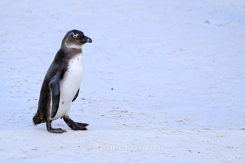 African Penguin (juvenile), Foxy Beach, South Africa - African Penguin