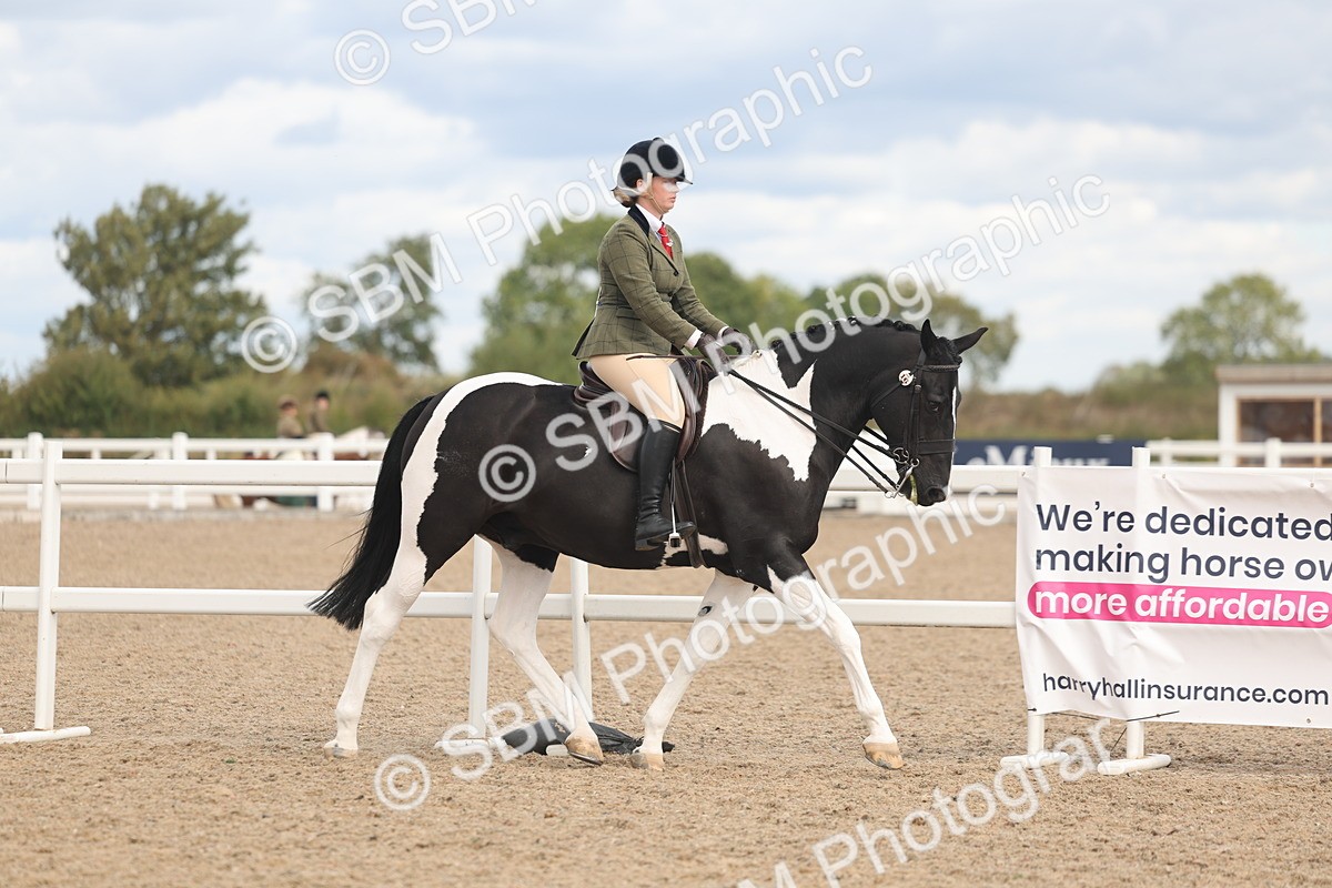 SBM_14716 - Class 308 - Ridden Coloured Horse