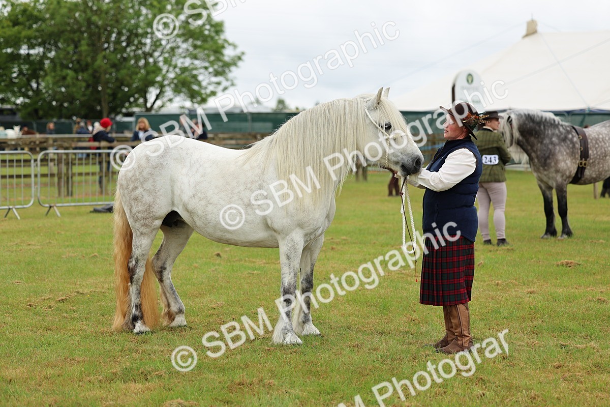 SBM_00532 - Class 58-67 - M&M Non Welsh Pony In hand