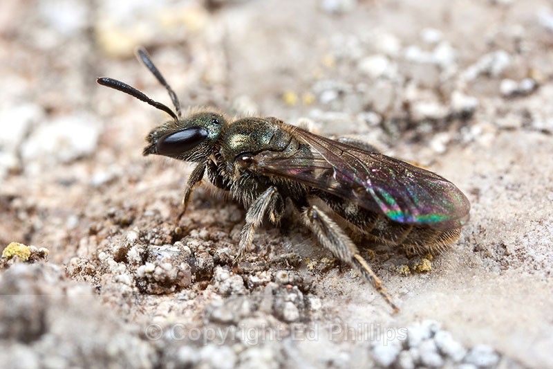 Lasioglossum smeathmanellum - Lasioglossum smeathmanellum