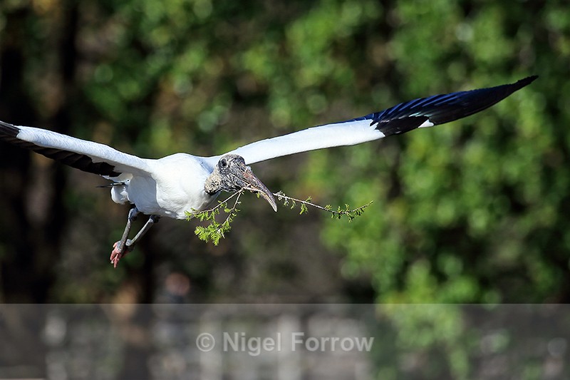 Wood Stork flying with nest material, Wakodahatchee Wetlands, Florida - Wood Stork