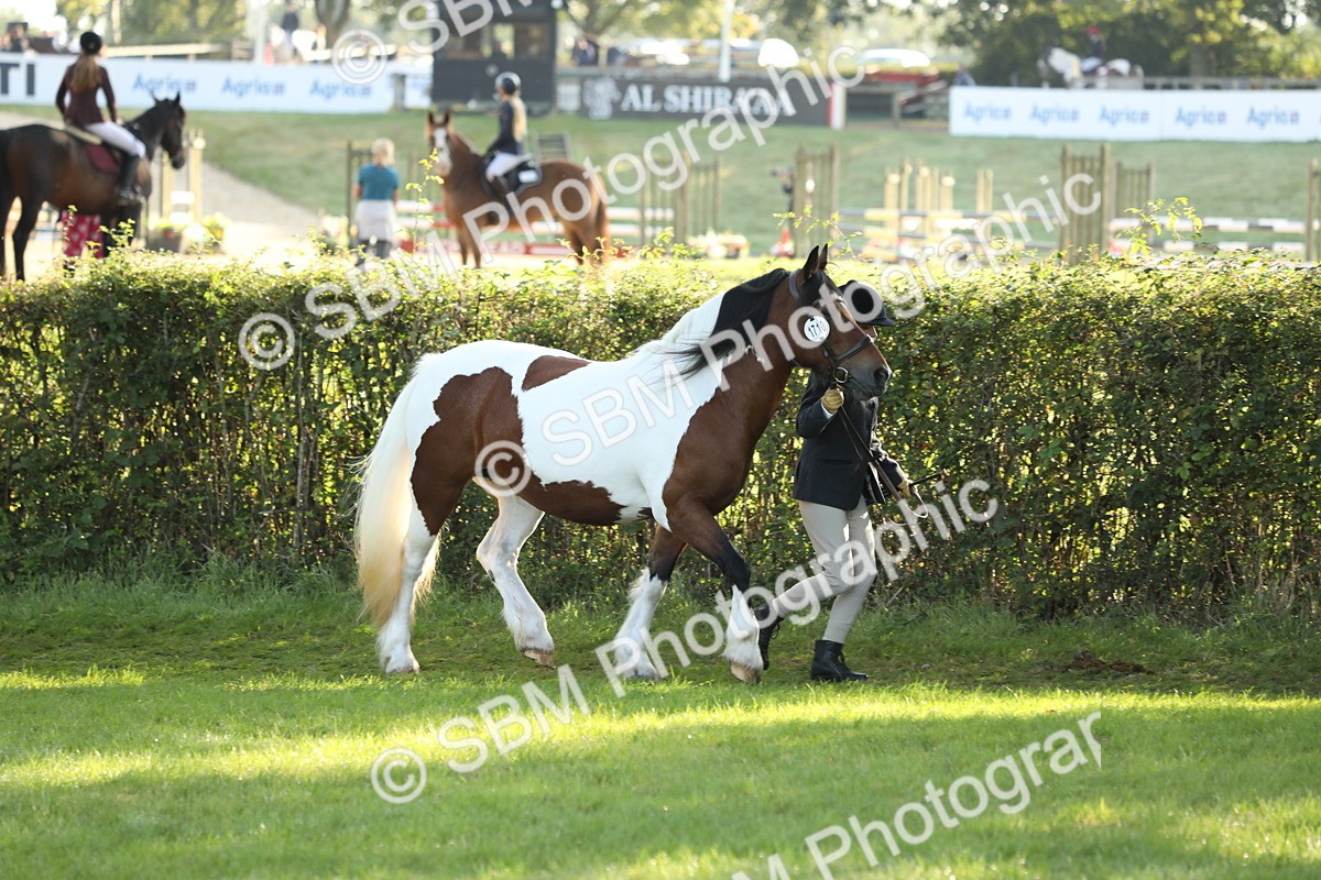 SBM_60884 - S43 - Coloured Pony In Hand