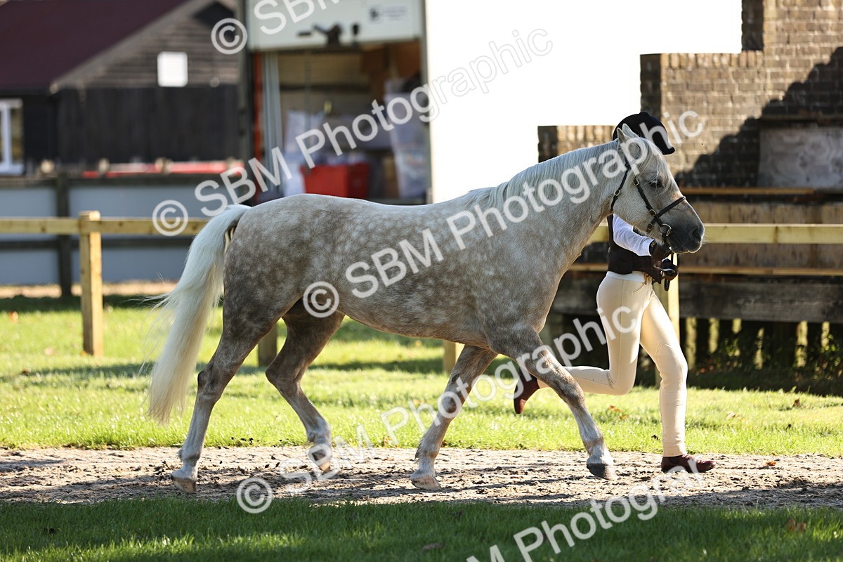 SBM_15868 - S1 - TSR in Hand Horse & Pony Showing