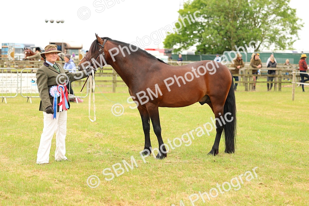SBM_04312 - Class 64-67 - Shetland Pony In Hand